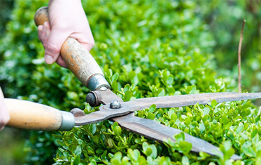 Year-round landscape maintenance at a residential property near Tampa, FL